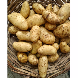 santana potato,3797,red potatoes locker,howland
