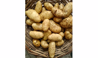 Santana Potato,3797,Red potatoes locker,Howland