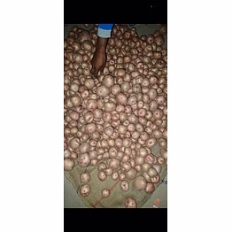 red potato