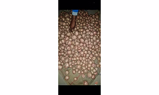 Red Potato