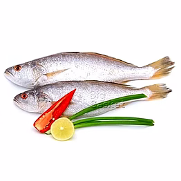 frozen croaker fish