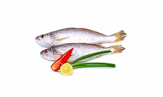 FROZEN CROAKER FISH