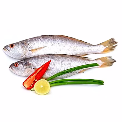 frozen croaker fish