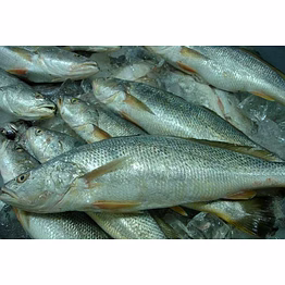frozen tiger tooth croaker fish