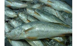 FROZEN TIGER TOOTH CROAKER FISH