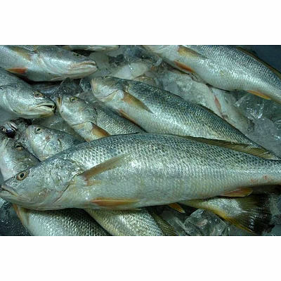 frozen tiger tooth croaker fish