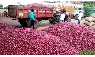 Fresh Red Onion – Export Quality