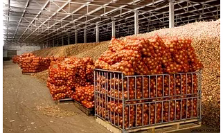 Fresh Red Onion – Export Quality