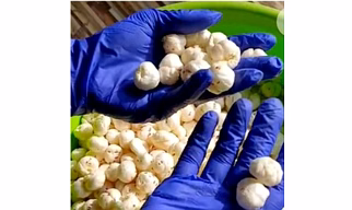 Foxnut (Makhana)