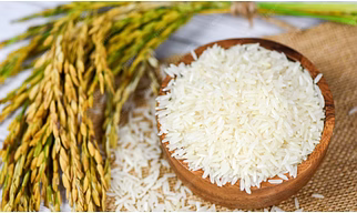 Rice