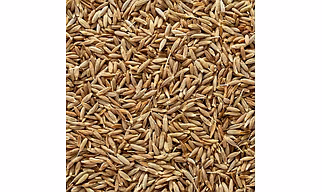Cumin Seeds
