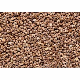celery seeds