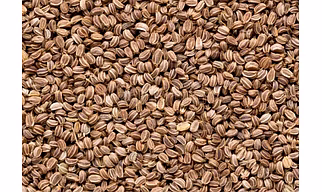 Celery Seeds