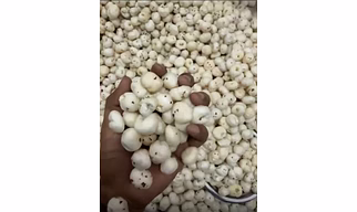 Fox nuts/makhana