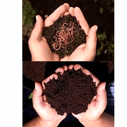 vermicompost