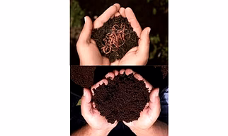 Vermicompost