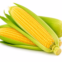 mauli global exports sweetcorn