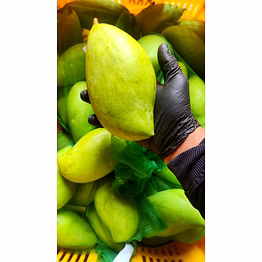 mango - kilimook