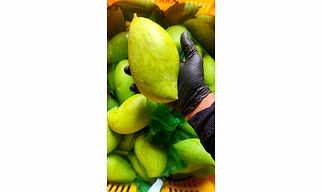 MANGO - KILIMOOK