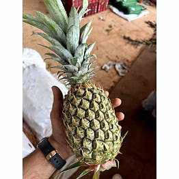 surabhi pineapple