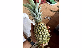 PINEAPPLE