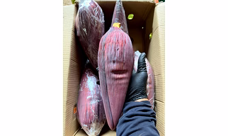 BANANA FLOWER
