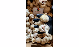GARLIC