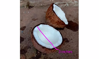 Semi husked coconut