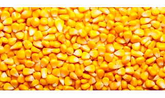 yellow maize