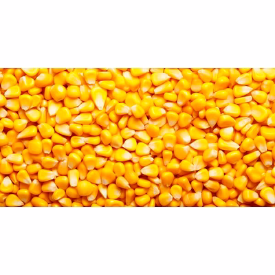 yellow maize