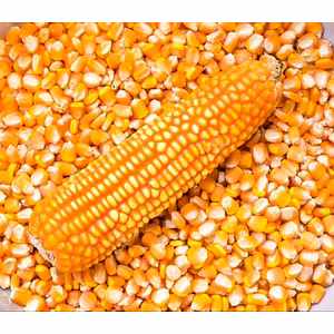 maize(corn)