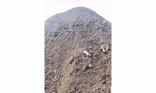 Cow dung manure