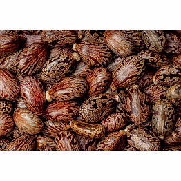 castor seeds & oil