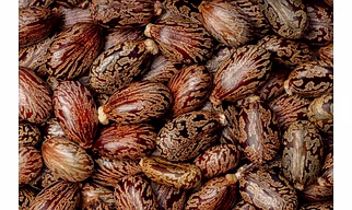 Castor seeds & Oil