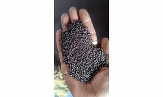 Mustard seeds & Oil