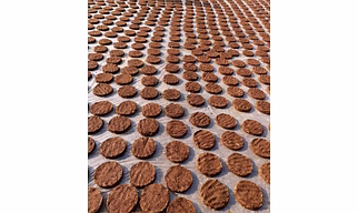 Cow Dung