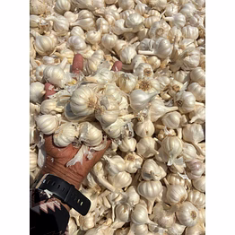 fresh garlic