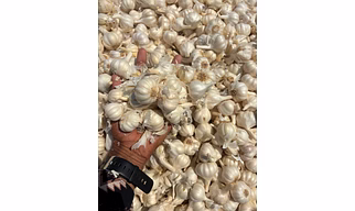 Fresh Garlic