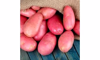 RED POTATO