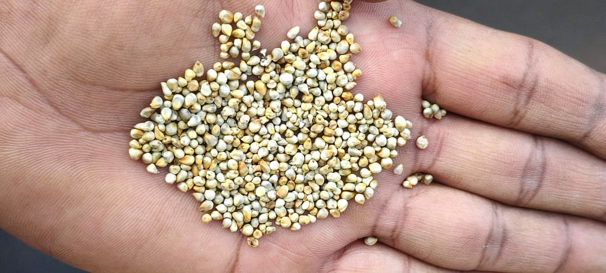 green millet bajra