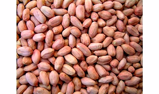 Fremora Bold Groundnuts – Premium Export Quality
