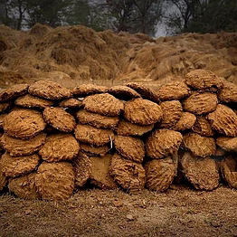 cow dung cake and powder