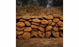 Cow dung cake and powder