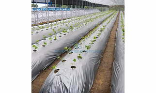 Mulch Film