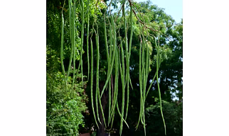 Premium Indian Moringa (Drumstick)