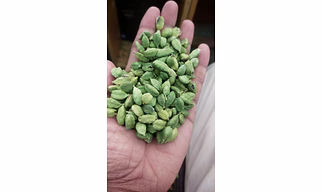 Green Cardamom