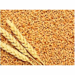 wheat grains