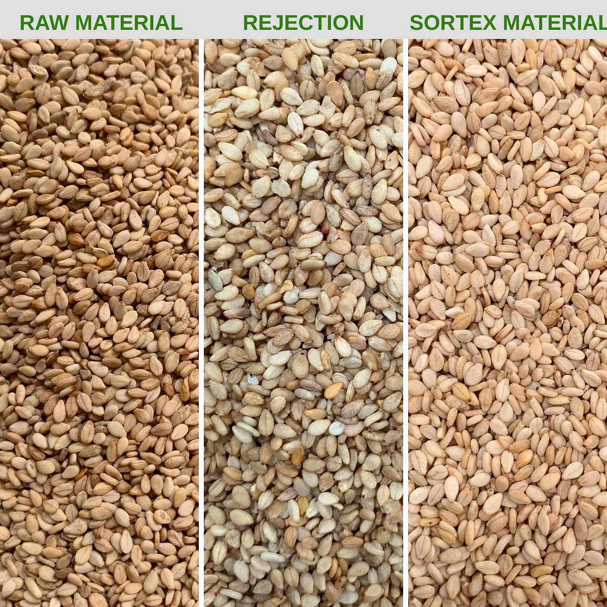 Natural Seesame Seeds image 2