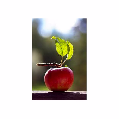 apple