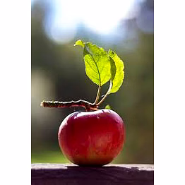 apple 2